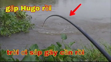 Câu cá tra sông gặp con HuGo quá mạnh nó lôi muốn gãy cần luôn
