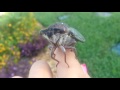 Crazy Cicada Call