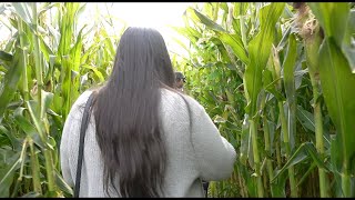 PUMPKIN PATCH: We got lost in the corn maze