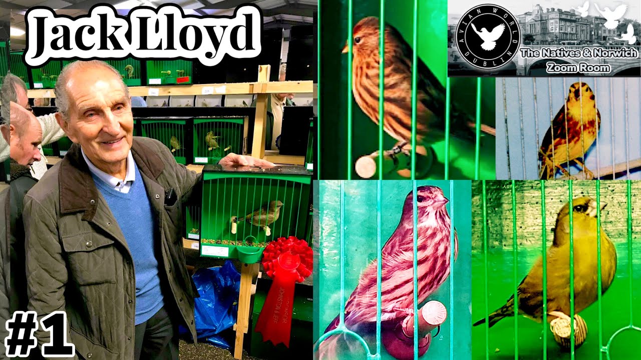 Jack Lloyd: Greenfinches, Selective breeding and feeding PART 1  | Natives & Norwich Zoom Room |
