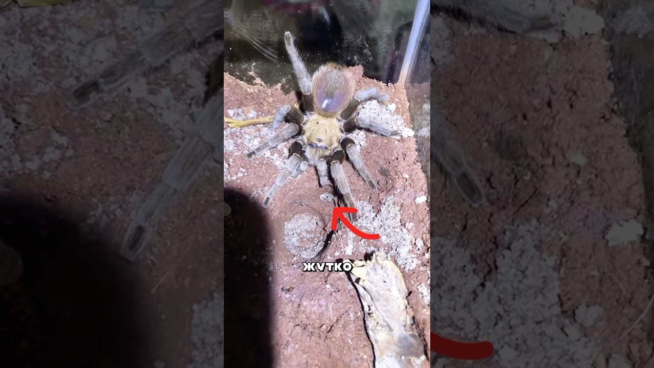 Тарантул заводит лягушку как питомца 