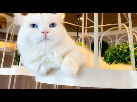 वीडियो: अंतराल पर बिल्लियों शेल्टर पशु वरिष्ठ नागरिक विशेष प्यार लाओ