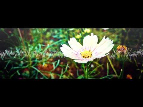 ノイズフラワー / Hotaru feat. IA