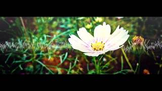Noise Flower