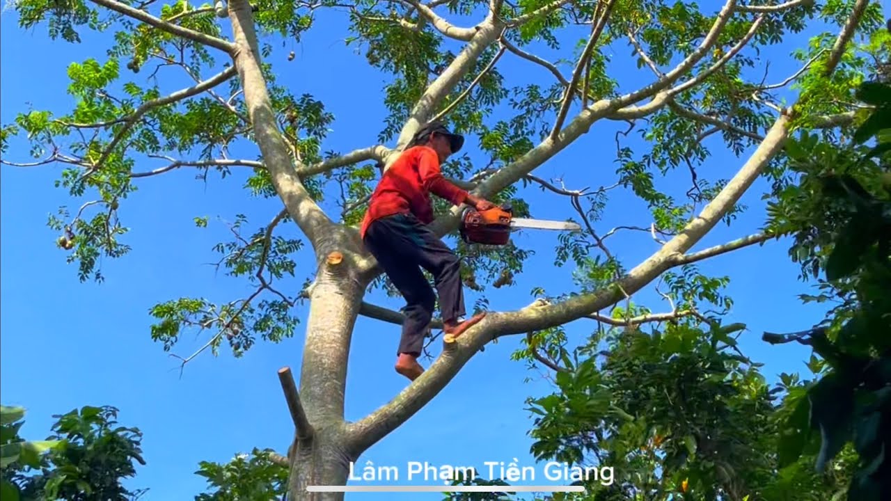 A Hiền leo Cưa những cây cóc  trong vườn cây ăn trái 