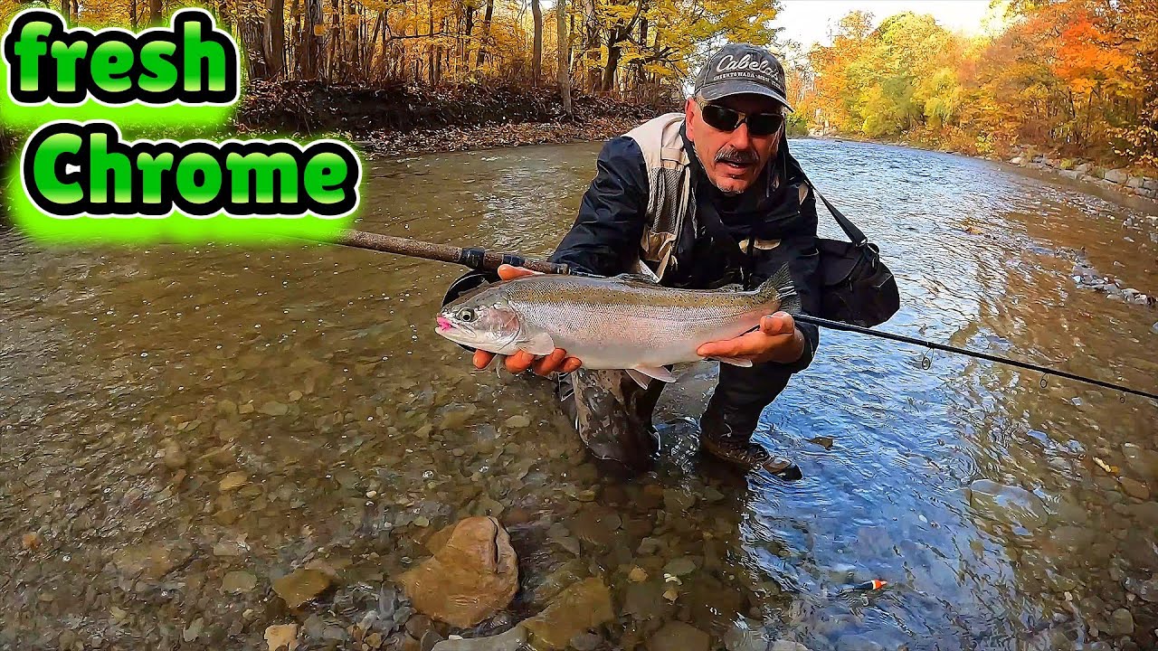 Начало ноября, стальноголовый лосось — после дождей