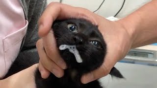 Again!? Kitten 'Hotane' was foaming at her mouth at veterinary hospital cus...