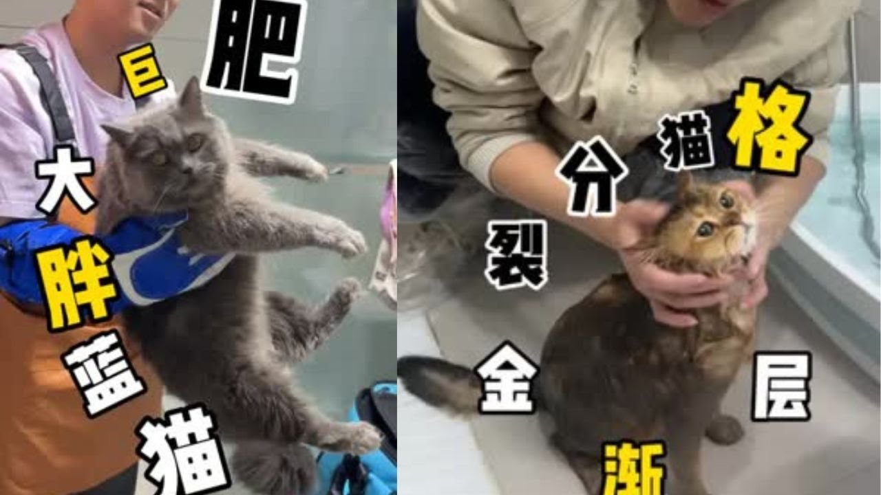 宠物店拒接的美短 堪称川渝暴龙！ #洗澡  #宠物  #貓咪洗澡 #貓咪咬人 #惡貓 #上門洗貓 #寵物 #猫咪