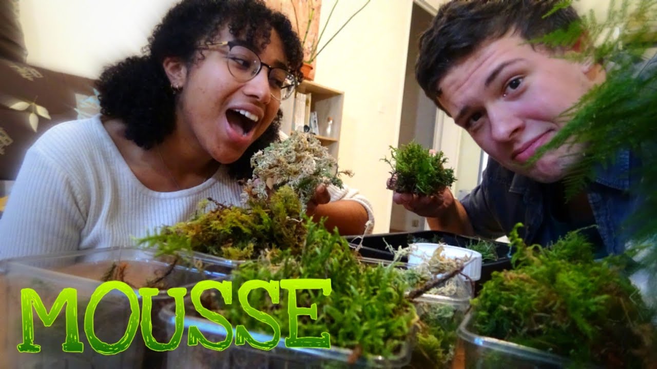 FAIRE POUSSER DE LA  MOUSSE VÉGÉTALE OÙ VOUS VOULEZ: TERRARIUM, AQUARIUMS ( feat Easnéla) O.E n°106