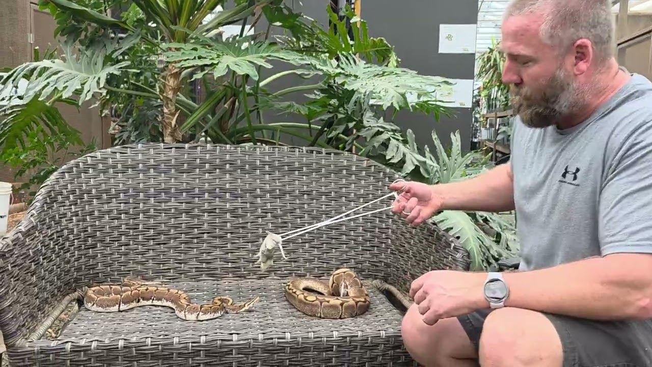 the controversial spider ball python!