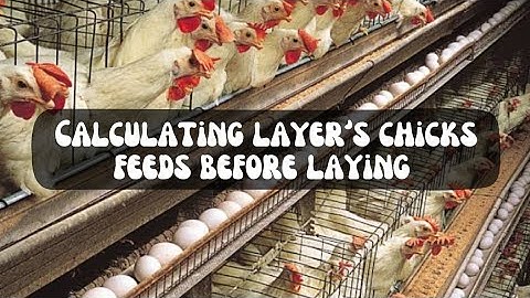 How to calculate how much feeds you need for layer
