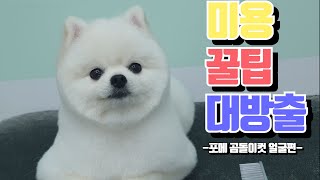 포메 곰돌이컷 얼굴편(2배속,설명o) /dog groomer/dog grooming