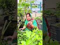 ধনিয়া পাতা #gardening #greenlove #fruitgarden #greenrooftop #shortsviral #vegetable