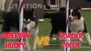 Siberian Husky VS Border Collie | Funny Competition