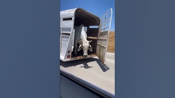 Cow Falls Out From a Moving Truck 🥺#viral #nanabeereacts #youtubeshorts #shortsfeed #shorts #anima