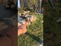 Dirty Rabbit🐰🥰~New Viral Gadgets, Smart Appliances, Kitchen Utensils/ Home Inventions #shorts #viral