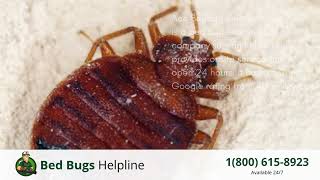 Top 3 Bed Bug Removal in Kelso