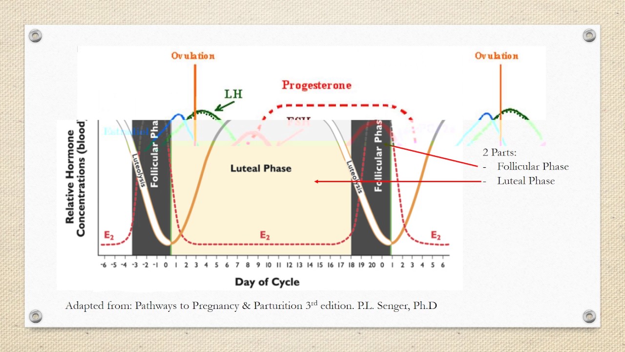 Cattle Cycle Chart