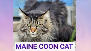 MAINE COON CAT BREED, AFFECTIONATE, FRIENDLY, GOOFY, CUTEST CATS, ANIMALS LOVERS,  MUST WATCH VIDEO by Royal Sisters Nature ♡ 111 views 1 year ago 1 minute, 48 seconds
