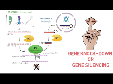 Video: Tumorspecifik Levering Af KRAS SiRNA Med IRGD-exosomer Hæmmer Effektivt Tumorvækst