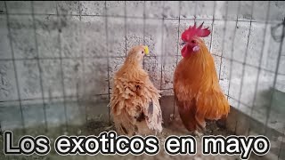 criadero de gallos exóticos jarochos