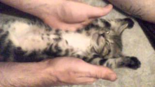 Headbanging kittens are the cutest
