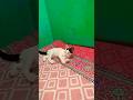 #cat #funny video||