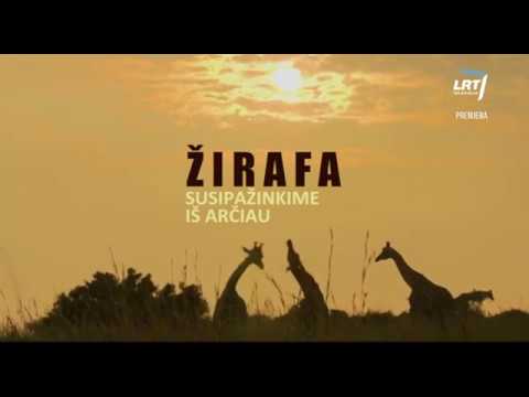 Video: Afrikoje Buvo Atrastas Milžiniškas Anksčiau Mokslui Nežinomas Gyvūnas - Alternatyvus Vaizdas