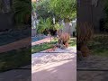 Even the cat knows a great backyard when they see one!