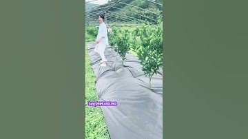 Bạt phủ cỏ dại thấm nước tốt diệt cỏ hiệu quả #sunfarm #batphucodai #batchongcodai #batphuco