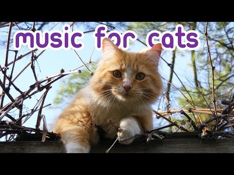 EXTREMELY Soothing Cat Therapy Music - Relax Your Cat!