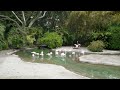 Beautiful Flamingo Watering Hole Ambiance to Relax/Study To | San Diego Zoo ZOOthing Tunes LoFi