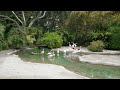 Beautiful Flamingo Watering Hole Ambiance to Relax/Study To | San Diego Zoo ZOOthing Tunes LoFi