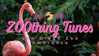 Beautiful Flamingo Watering Hole Ambiance to Relax/Study To | San Diego Zoo ZOOthing Tunes LoFi by San Diego Zoo 17,657 views 4 months ago 33 minutes