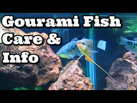 Gourami Fish Care & Information Gourami Fish Care & Information