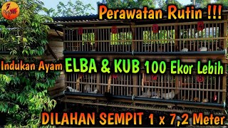 Routine Weekly Care Method For Elba U0026 Kub Broodstock Of More Than 100 Hens In A Narrow 1 X 72 Me