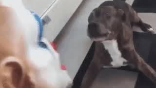Mask Scares The Dog