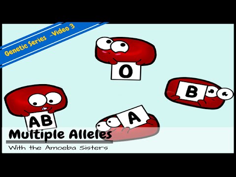 Video: Wat wordt bedoeld met meerdere allelen?