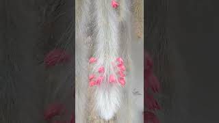 Mostrando As Flores Do Rabo Do Macaco