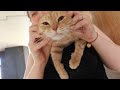 Talking cat Разговорчивый кот purr murr #short
