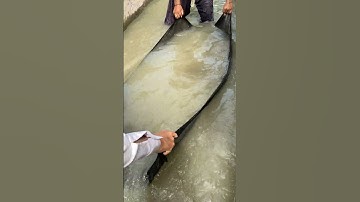 #fish​#flood​ #punjab​  #viralvideo​ 🐟🐬🐠