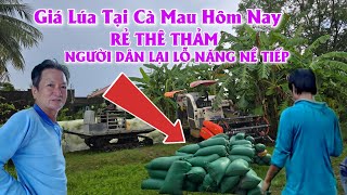Download Lagu 24/8 Giá Lúa Tại Cà Mau Hôm Nay Rẻ Thê Thảm Người Lỗ Nặng Nề Tiếp #ngườicàmau MP3 Download Lagu 24/8 Giá Lúa Tại Cà Mau Hôm Nay Rẻ Thê Thảm Người Lỗ Nặng Nề Tiếp #ngườicàmau MP3