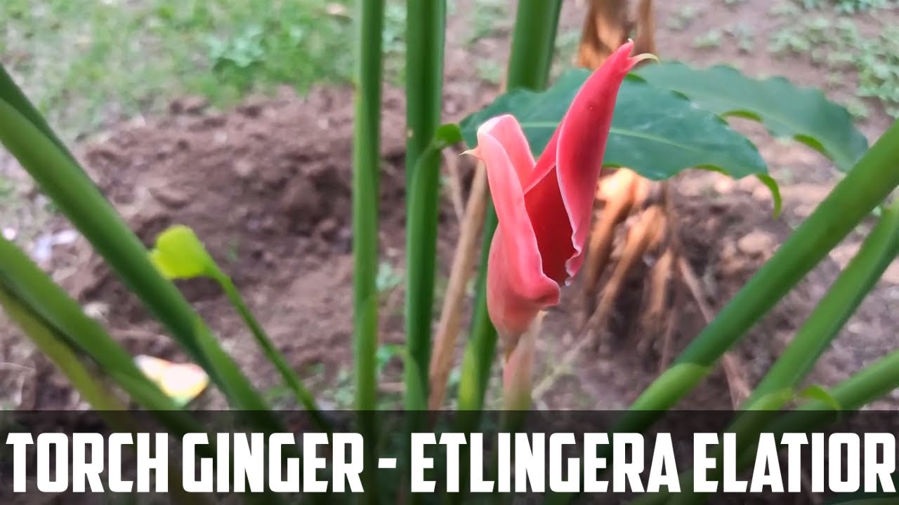 Torch Ginger flower video | Etlingera elatior flower video