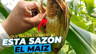 ¿Que hacer cuando el maíz  ya esta sazón? Listo para la dobla by Siembras y Cosechas 1,214 views 13 days ago 2 minutes, 32 seconds