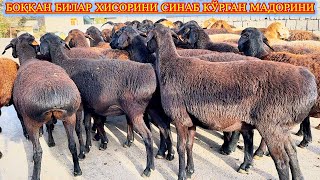 : ʢ  ,   ,     ,   .