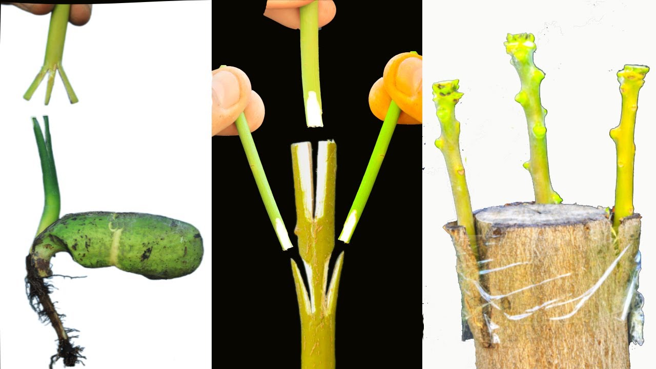 10 طرق فى منتهى الفن لتطعيم اشجار المانجو من عمر شهر وحتى عمر 20 عام