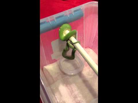 Green Tree Python (Morelia Viridis) Feeding video - Part 2 - The feeding!