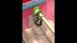 Green Tree Python (Morelia Viridis) Feeding video - Part 2 - The feeding!