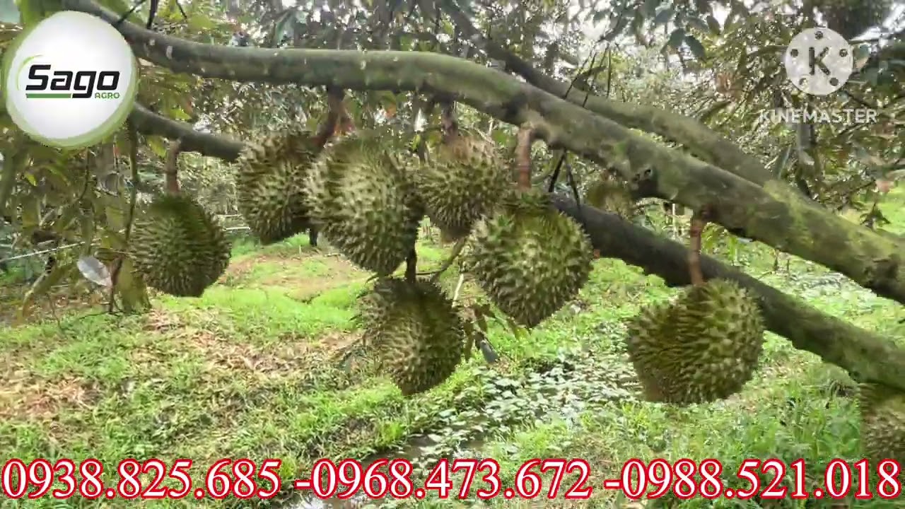 TỪ VƯỜN SUY KIỆT NẶNG TRỞ THÀNH VƯỜN TRÚNG MÙA VÀ ĐƯỢC GIÁ VỚI QUY TRÌNH SAGO