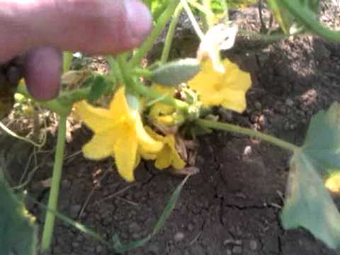 მამა პაისი ამბობდა ...